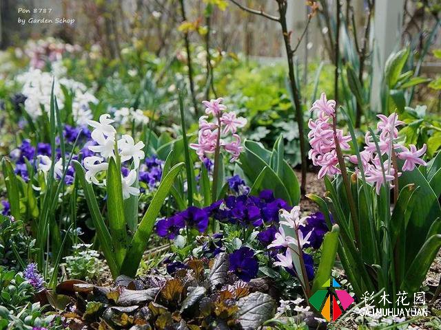 ぽんYoshie私家花园的4月生长情况