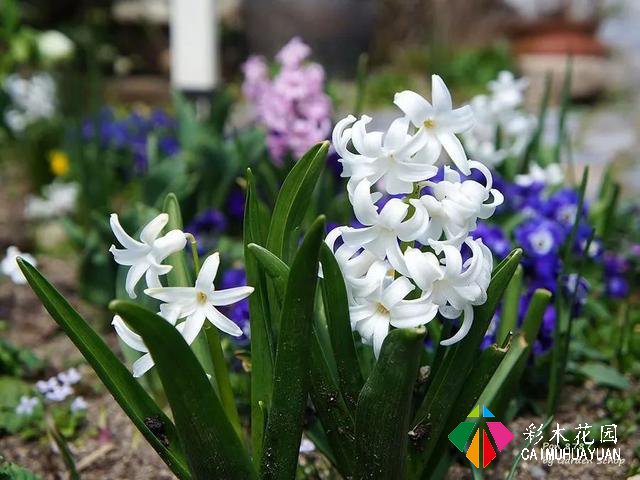 ぽんYoshie私家花园的4月生长情况