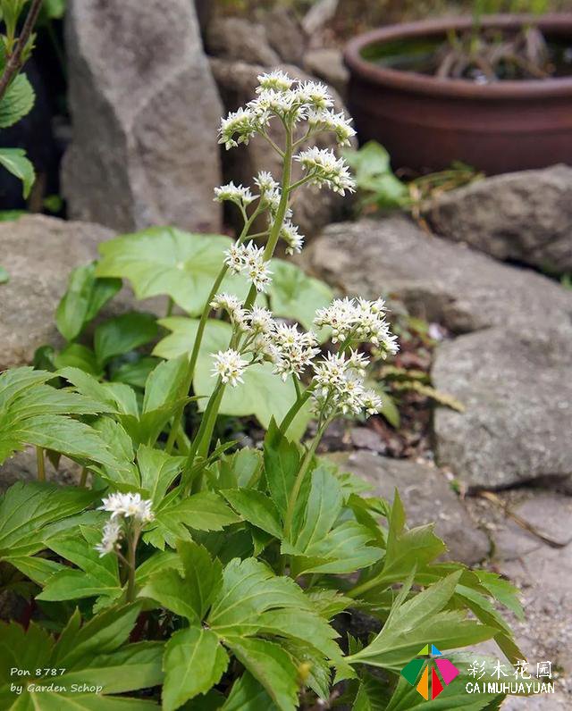 ぽんYoshie私家花园的4月生长情况