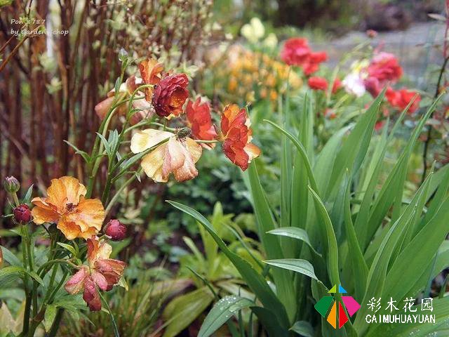 ぽんYoshie私家花园的4月生长情况