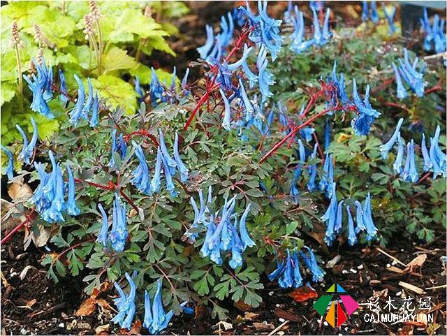 「宿根花卉」致最漂亮的庭院林下宿根花卉