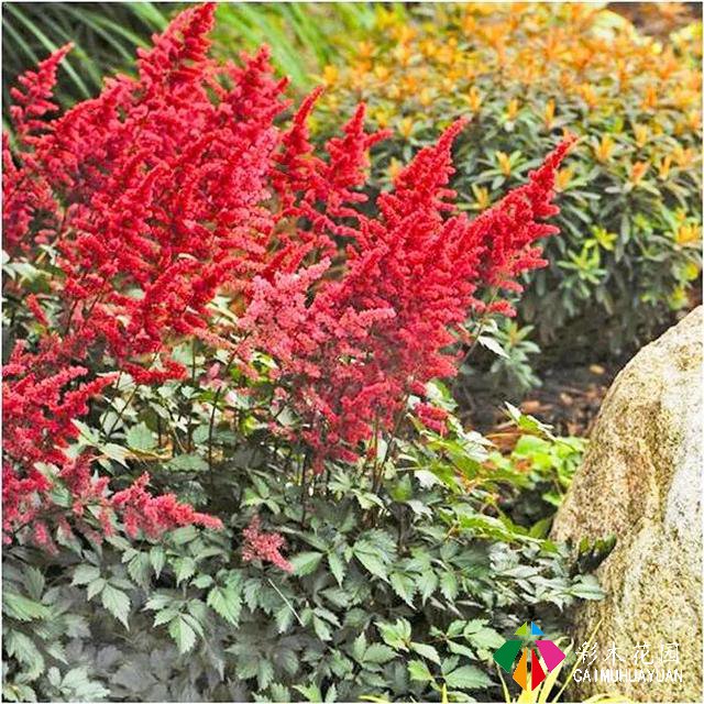 「宿根花卉」致最漂亮的庭院林下宿根花卉