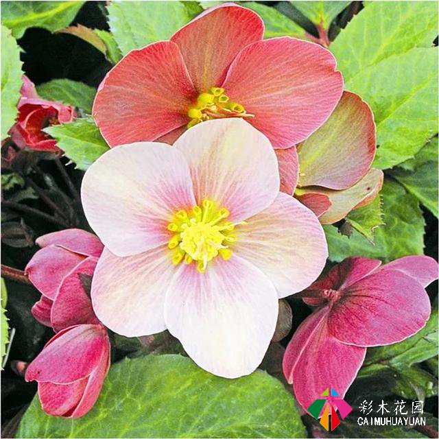「宿根花卉」致最漂亮的庭院林下宿根花卉