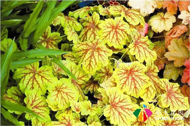 「宿根花卉」致最漂亮的庭院林下宿根花卉