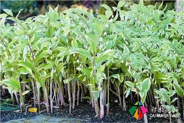 「宿根花卉」致最漂亮的庭院林下宿根花卉