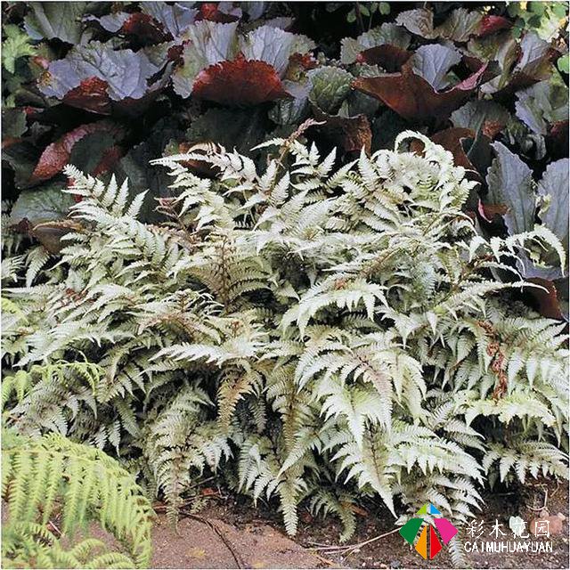 「宿根花卉」致最漂亮的庭院林下宿根花卉