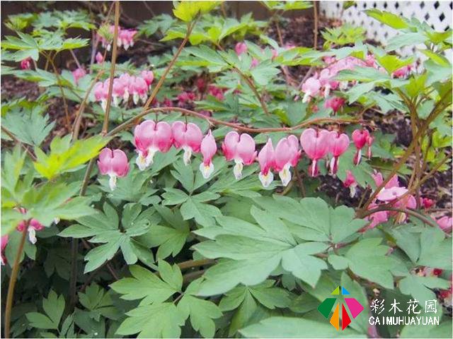 「宿根花卉」致最漂亮的庭院林下宿根花卉