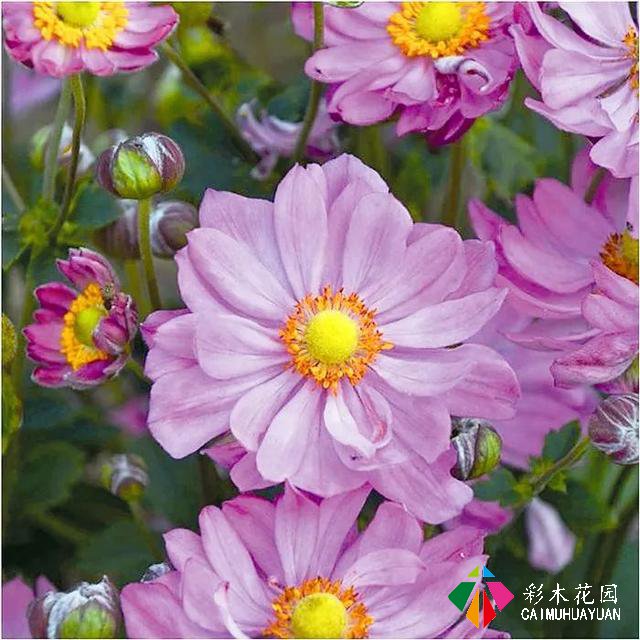 「宿根花卉」致最漂亮的庭院林下宿根花卉