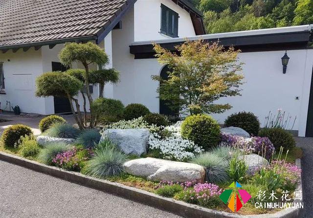 岩生花园配置元素——岩生植物