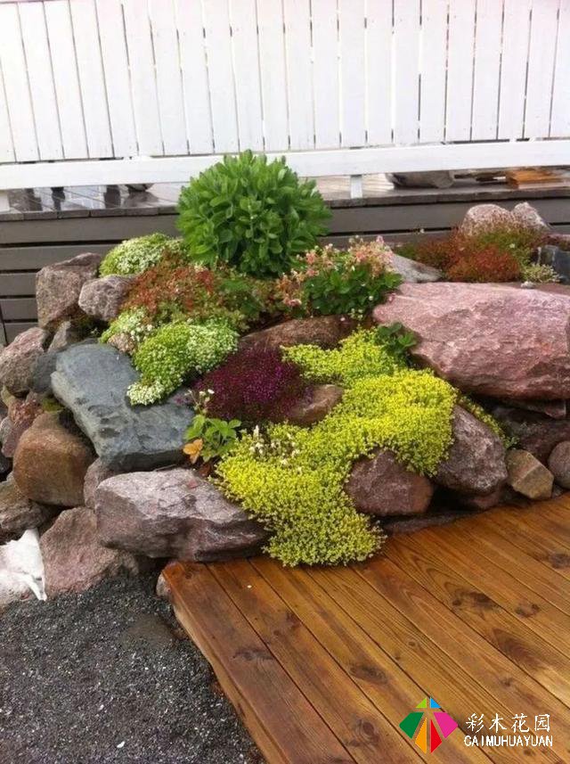岩生花园配置元素——岩生植物