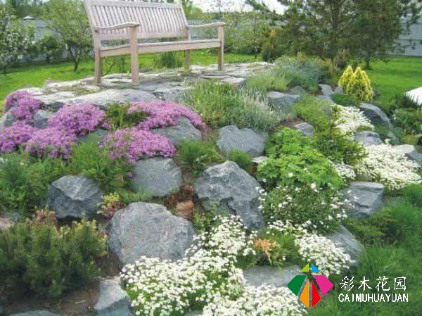 岩生花园配置元素——岩生植物