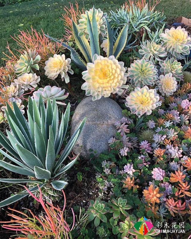 岩生花园配置元素——岩生植物