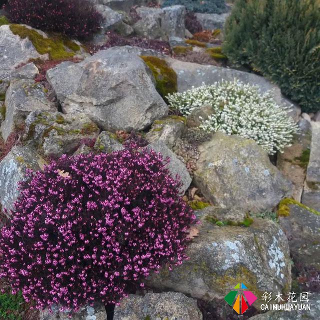 岩生花园配置元素——岩生植物