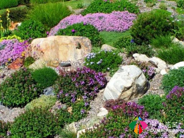 岩生花园配置元素——岩生植物