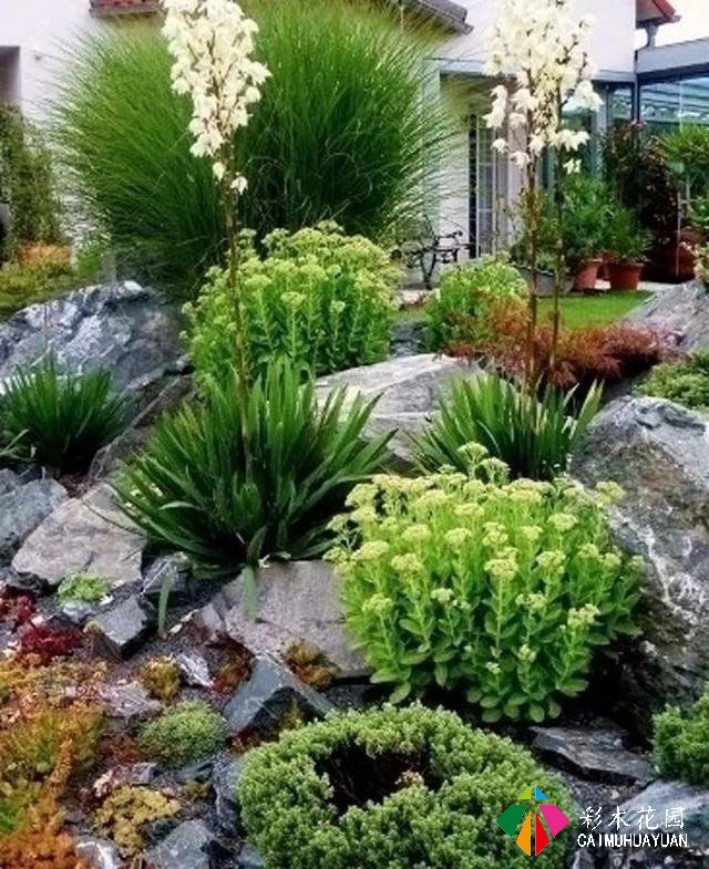 岩生花园配置元素——岩生植物