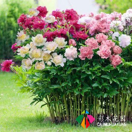 庭院花园花境设计——插花者的花境