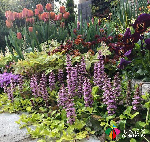 庭院花园花境设计——插花者的花境