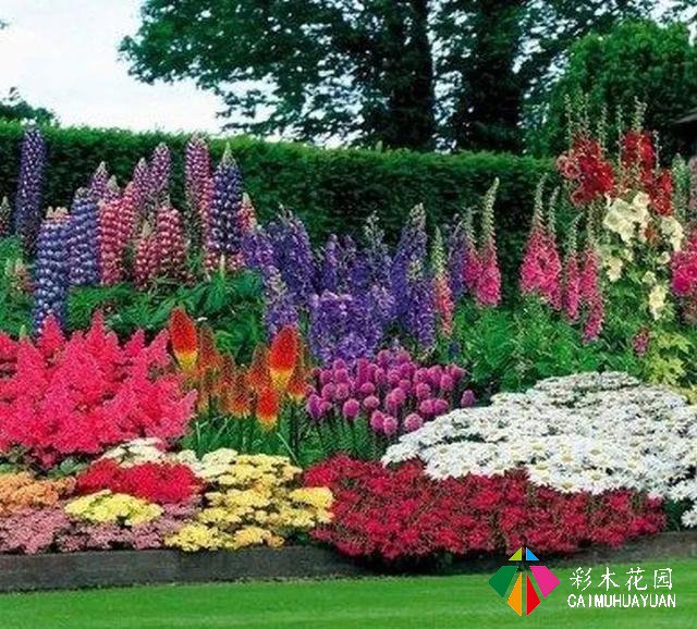 庭院花园花境设计——暖色调的花境