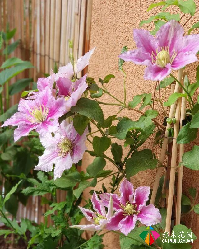 藤本植物——为花园中不能种植物的间隙营造出大面积的色彩和美丽