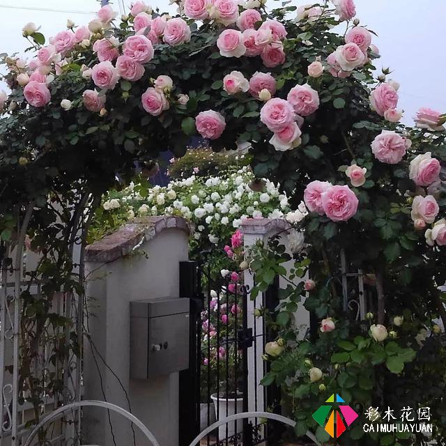 藤本植物——为花园中不能种植物的间隙营造出大面积的色彩和美丽