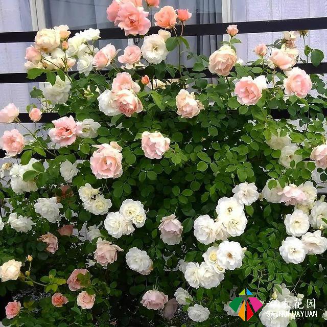藤本植物——为花园中不能种植物的间隙营造出大面积的色彩和美丽