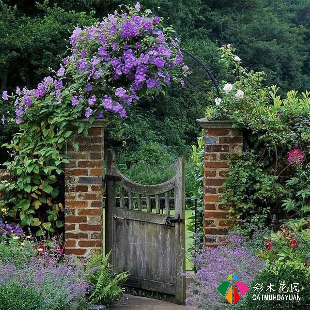 藤本植物——为花园中不能种植物的间隙营造出大面积的色彩和美丽