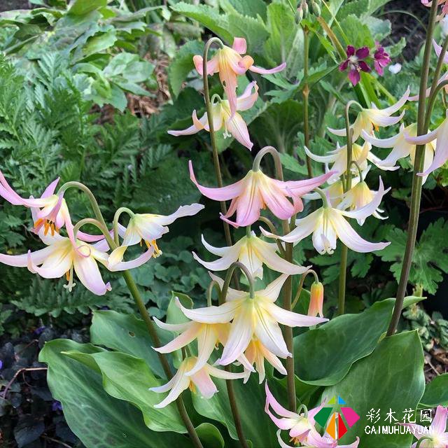 球根植物——鳞茎和球茎宛如贮存生命能源的小容器