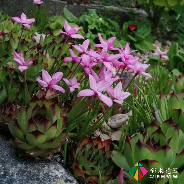 宿根花卉总能展示出美丽的风采数年不衰，备受园艺家们的青睐