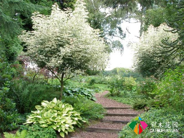 砾石花园设计 ·  在诗意中自由生长