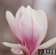 <b>花园设计中木兰冬季栽培的禁忌
</b>