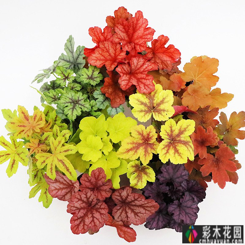 DIY庭院转化,学完这7点,你也可以有一个高质量的庭院花园