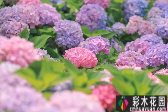 30m2 庭院 设计怎么样?分享5个在小空间庭院中轻松玩耍的技巧/