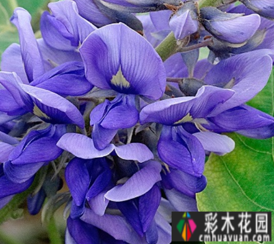 花园设计
