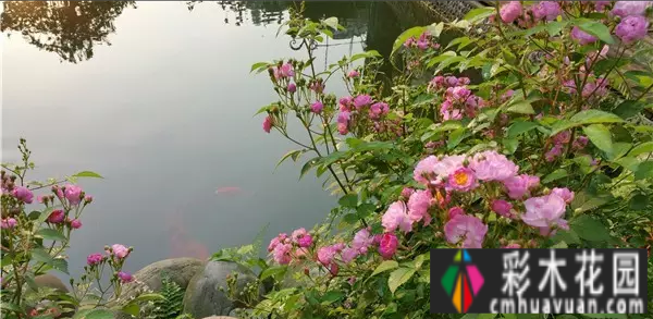 四年前，我买了一个属于自己的院子。看我怎么把它转化成花园