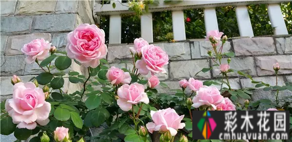 四年前，我买了一个属于自己的院子。看我怎么把它转化成花园