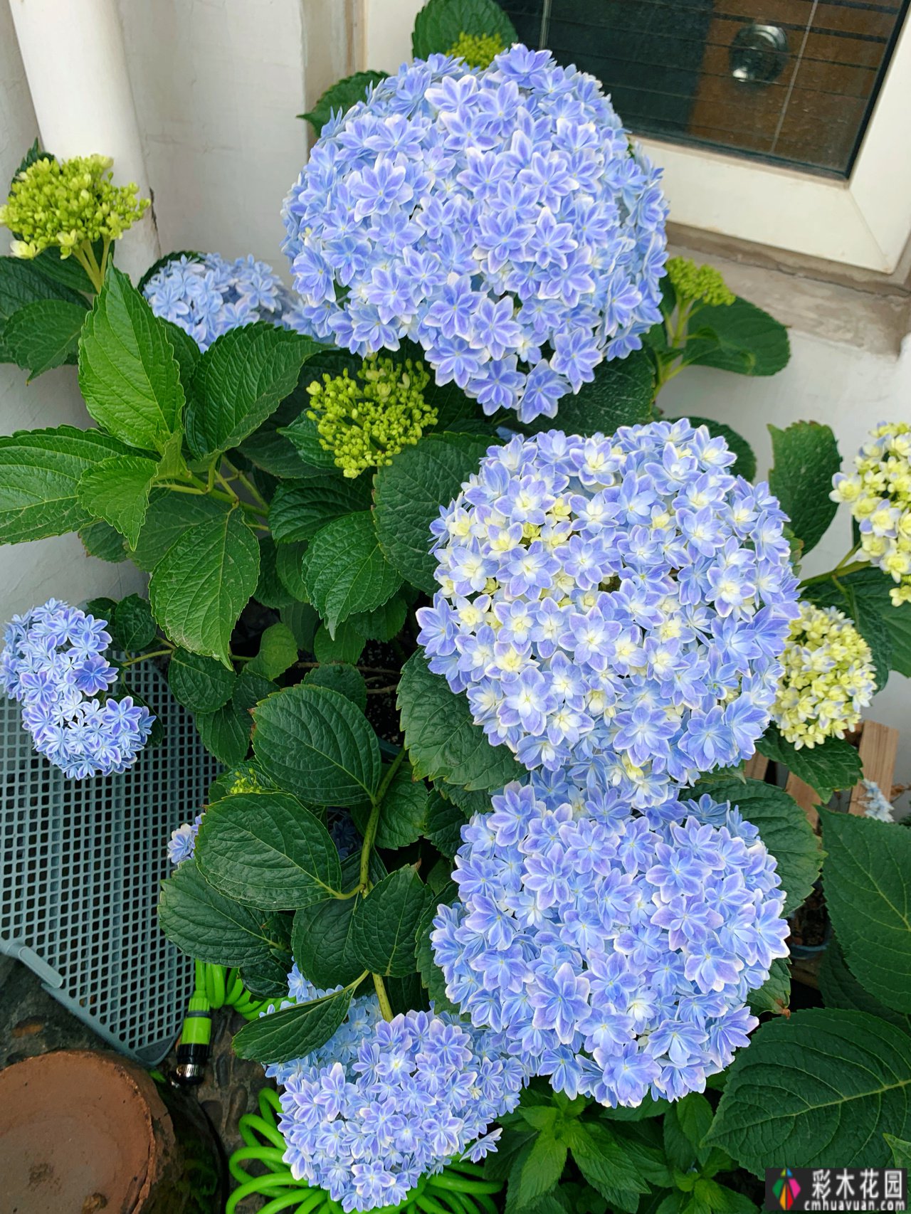 四年前，我买了一个属于自己的院子。看我怎么把它转化成花园
