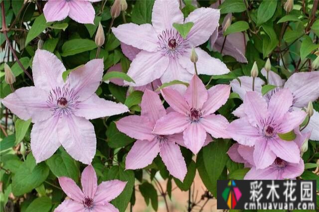 买了个复式双露台房，花了4年改造成露台花园。太美了。