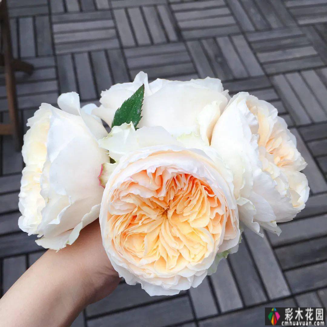 买了个复式双露台房，花了4年改造成露台花园。太美了。