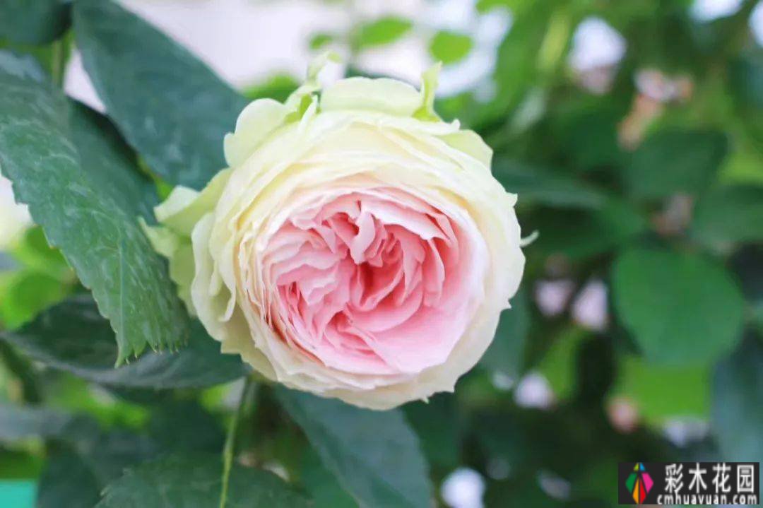 买了个复式双露台房，花了4年改造成露台花园。太美了。