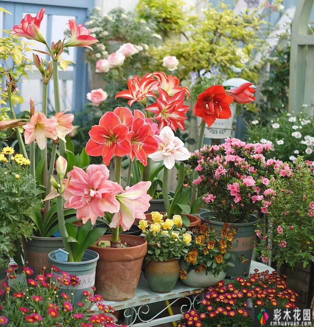 20㎡迷你院子，两年种了100多盆花，小小的空间也能创造出超级美花园