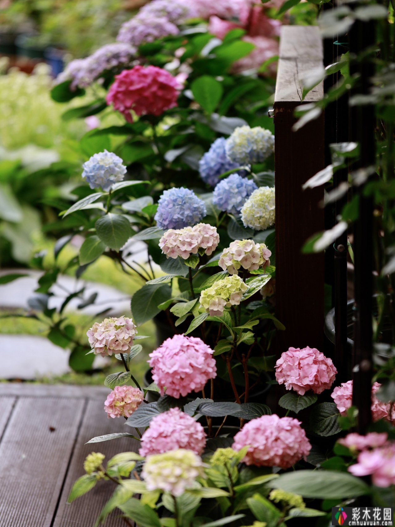 20㎡迷你院子，两年种了100多盆花，小小的空间也能创造出超级美花园
