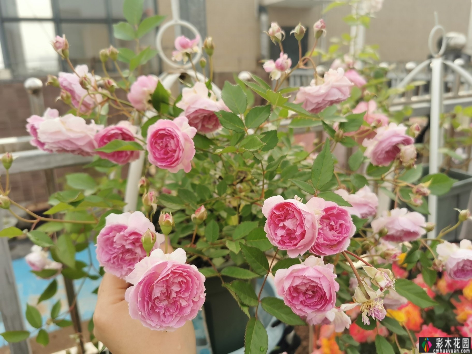 40㎡露台改造，DIY折腾成小花园，每个角落，都很美。