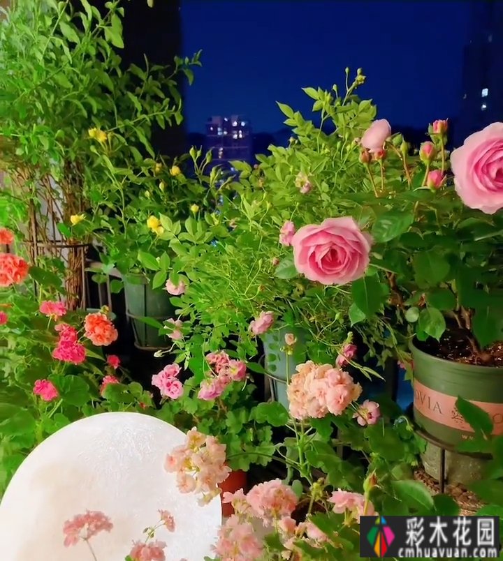 封闭的阳台,打造一朵玫瑰花园,只要找对了方法,封闭的阳台依然会绽放成花的海洋。