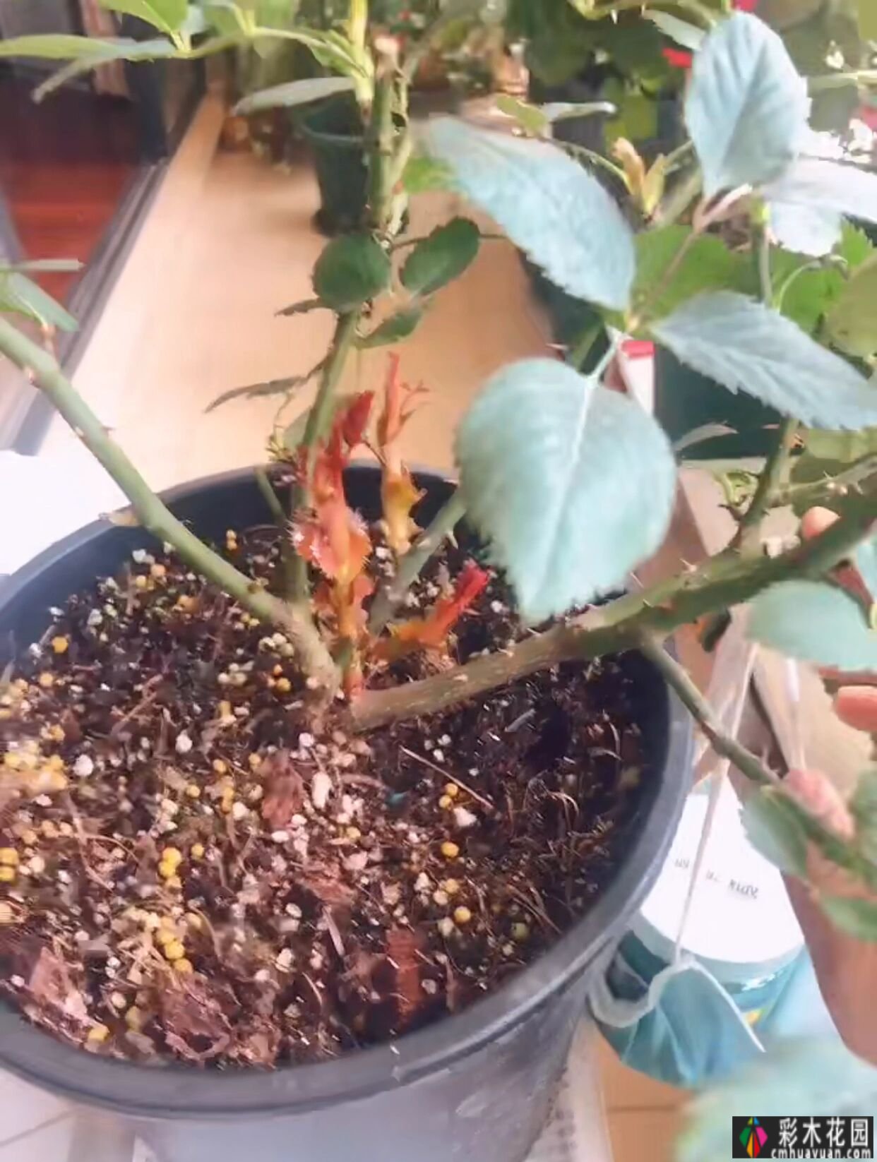 封闭的阳台,打造一朵玫瑰花园,只要找对了方法,封闭的阳台依然会绽放成花的海洋。