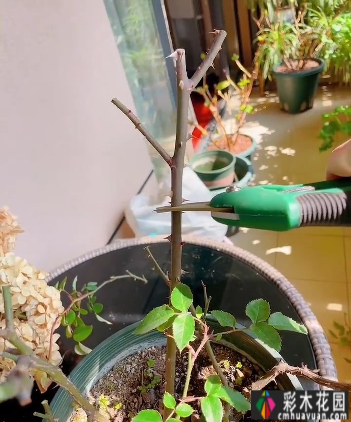 封闭的阳台,打造一朵玫瑰花园,只要找对了方法,封闭的阳台依然会绽放成花的海洋。