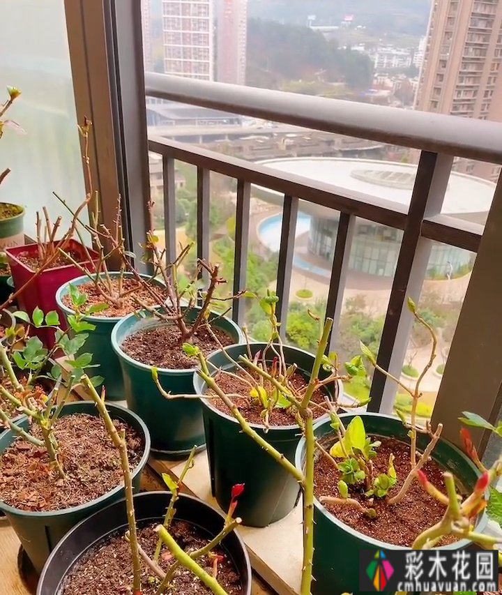 封闭的阳台,打造一朵玫瑰花园,只要找对了方法,封闭的阳台依然会绽放成花的海洋。