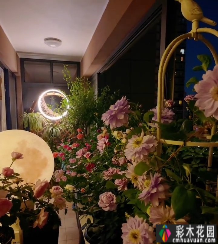 封闭的阳台,打造一朵玫瑰花园,只要找对了方法,封闭的阳台依然会绽放成花的海洋。