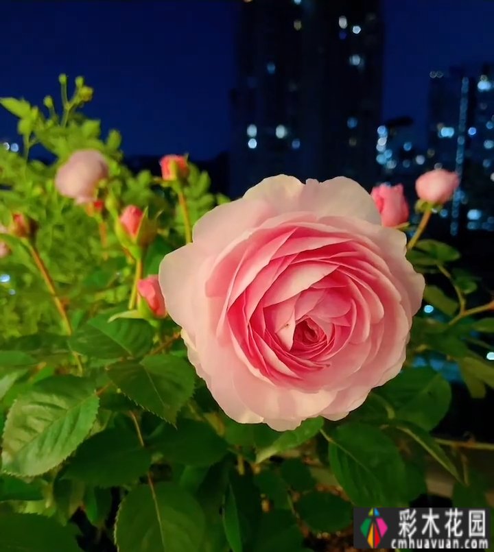 封闭的阳台,打造一朵玫瑰花园,只要找对了方法,封闭的阳台依然会绽放成花的海洋。