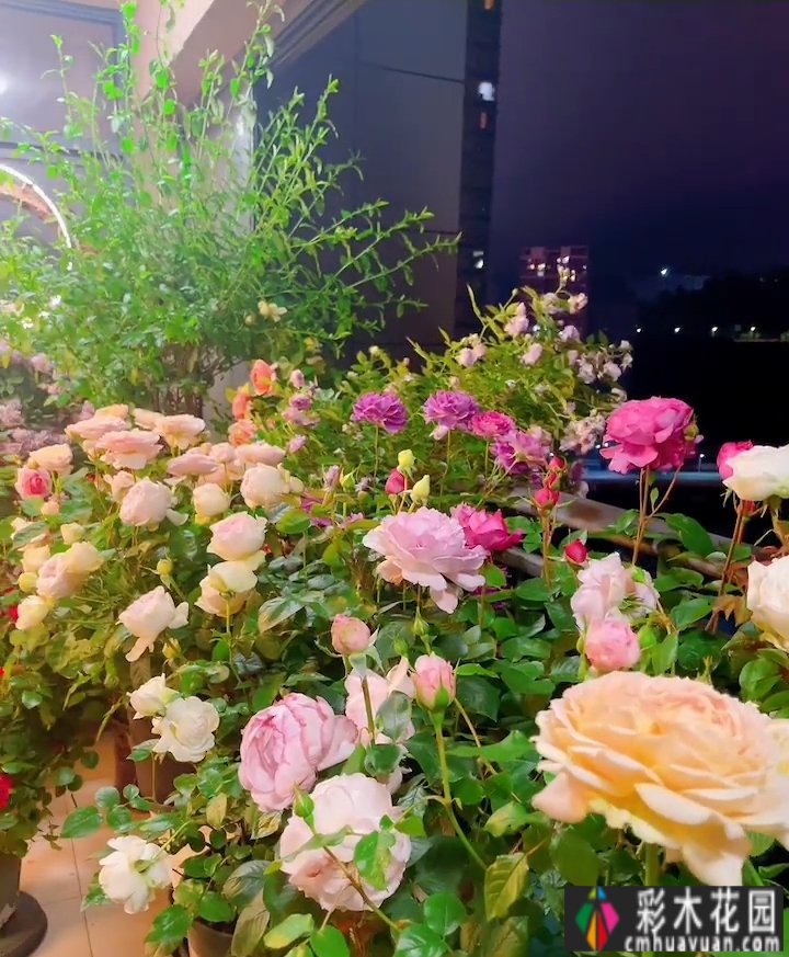 封闭的阳台,打造一朵玫瑰花园,只要找对了方法,封闭的阳台依然会绽放成花的海洋。
