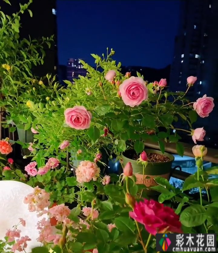 封闭的阳台,打造一朵玫瑰花园,只要找对了方法,封闭的阳台依然会绽放成花的海洋。